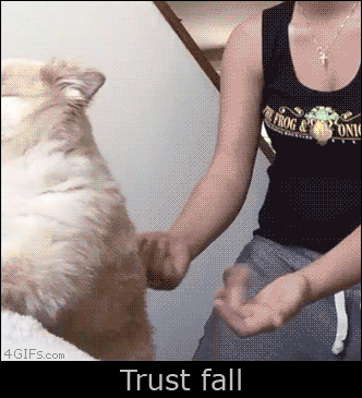 trust-fall-gif-puppy.gif